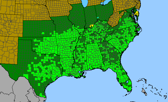 The range of Smilax bona-nox